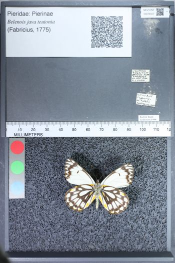 Media type: image;   Entomology 74507